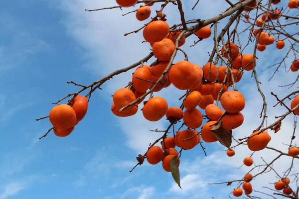 Persimmons Coréens Orange Mûr Sur Arbre Contre Ciel Bleu Automne — Photo