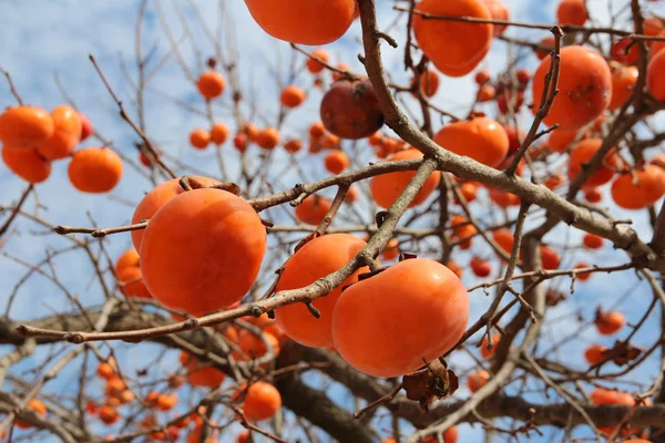 Persimmons Coréens Orange Mûr Sur Arbre Contre Ciel Bleu Automne — Photo