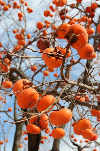 Persimmons Coréens Orange Mûr Sur Arbre Contre Ciel Bleu Automne — Photo