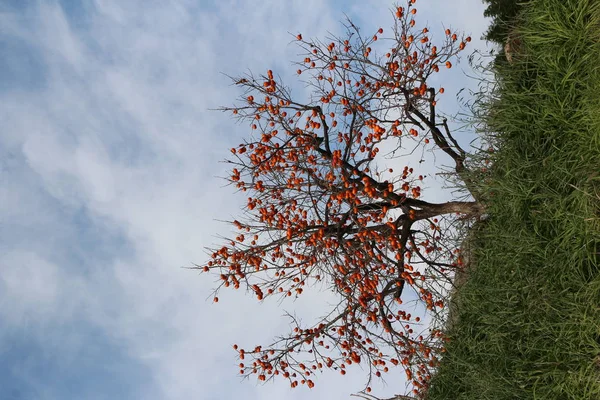 秋に熟したオレンジ色の韓国柿の多くを持つ韓国の柿の木 — ストック写真