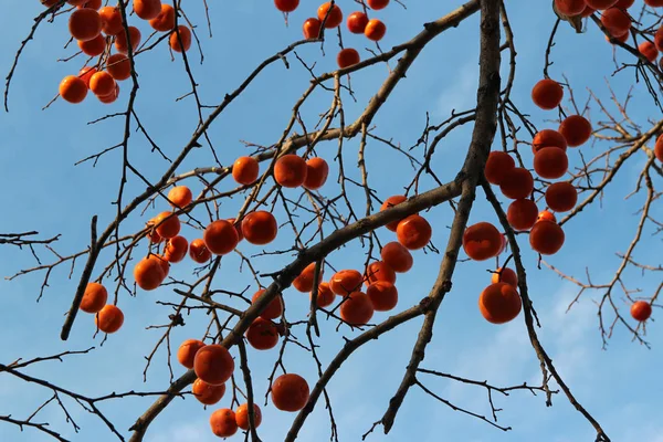 Dojrzały Pomarańczowy Koreański Persimmons Againt Drzewo Niebieski Niebo Jesienią Korea — Zdjęcie stockowe