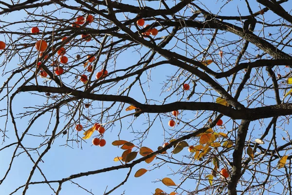 Reife Orange Koreanische Kaki Auf Dem Baum Gegen Den Blauen — Stockfoto