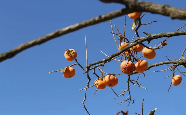 Caquis Coreanos Anaranjados Maduros Árbol Contra Cielo Azul Otoño Corea — Foto de Stock