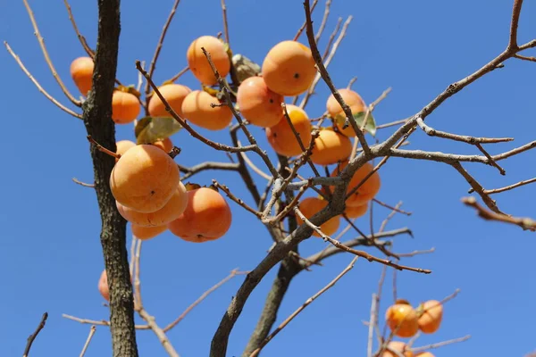 Caquis Coreanos Anaranjados Maduros Árbol Contra Cielo Azul Otoño Corea — Foto de Stock