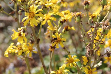 Arı üzerinde sarı papatya güneşli gün, Güney Kore