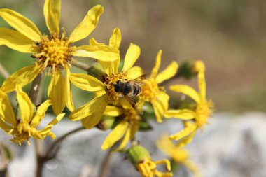 Arı üzerinde sarı papatya güneşli gün, Güney Kore