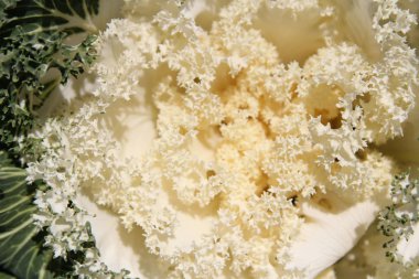 Closeup çiçeği süs lahana (Brassica aleracea) sonbahar, Güney Kore