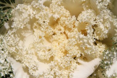 Closeup çiçeği süs lahana (Brassica aleracea) sonbahar, Güney Kore