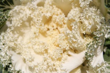 Closeup çiçeği süs lahana (Brassica aleracea) sonbahar, Güney Kore