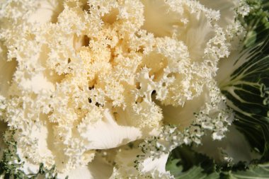 Closeup çiçeği süs lahana (Brassica aleracea) sonbahar, Güney Kore