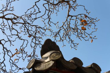 Sanatsal dalı ile Manolya tomurcukları, yaprakları, Sonbaharda Kore geleneksel çatı ve berrak mavi gökyüzü, Güney Kore