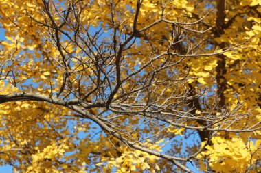 Ginkgo yaprağı karşı berrak mavi gökyüzünün sonbaharda, Güney Kore