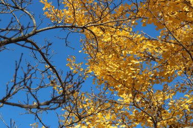 Ginkgo yaprağı karşı berrak mavi gökyüzünün sonbaharda, Güney Kore
