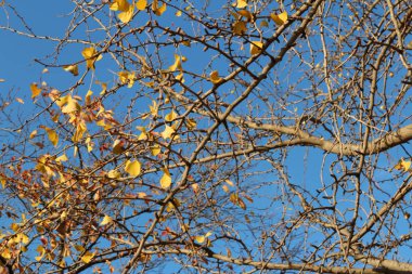 Ginkgo yaprağı karşı berrak mavi gökyüzünün sonbaharda, Güney Kore