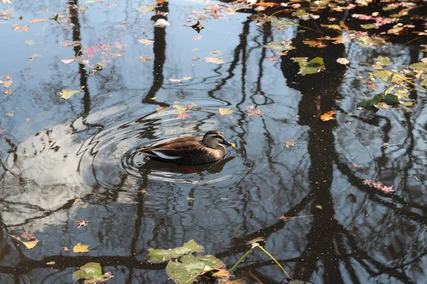 Eastern Spot Billed Duck Swimming Pond Autumn South Korea — Stock Photo, Image