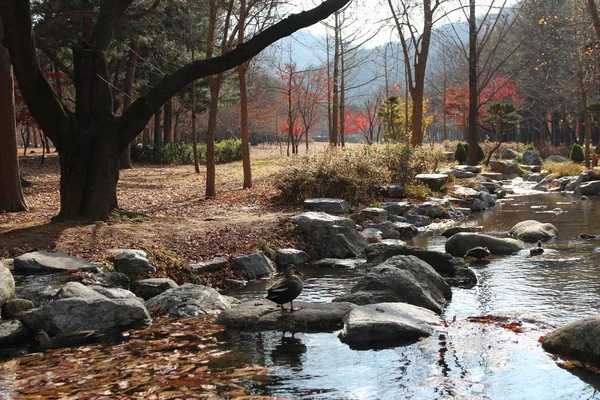 Sonbaharda, Güney Kore akışındaki yüzme Doğu nokta gagalı ördek