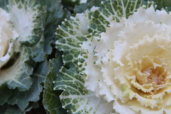 Sonbaharda çiçek süs beyaz lahana (Brassica aleracea) Closeup, Güney Kore