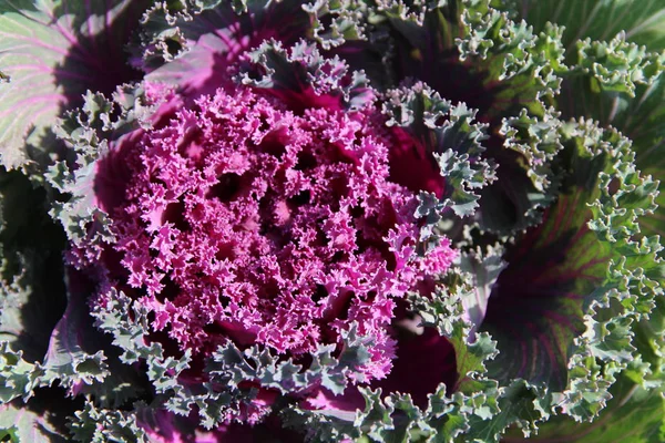 Sonbaharda çiçek süs mor lahana (Brassica aleracea) Closeup, Güney Kore