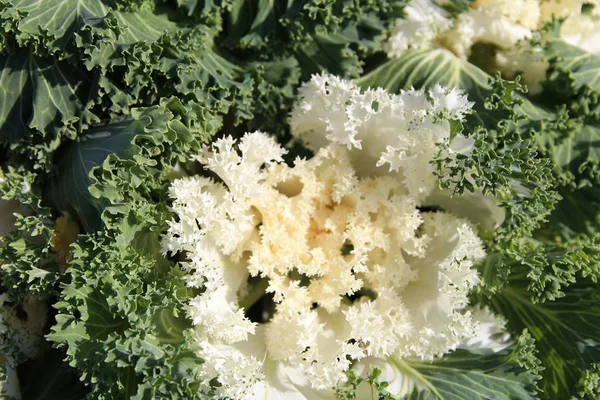 Closeup çiçeği süs lahana (Brassica aleracea) sonbahar, Güney Kore