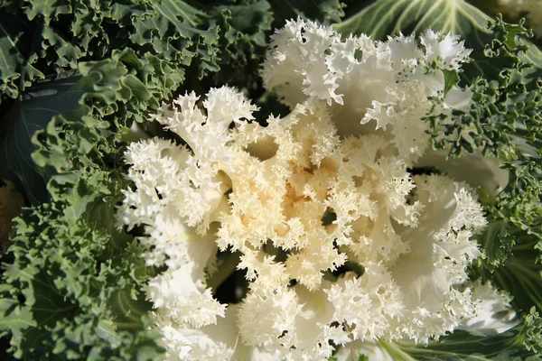 Closeup çiçeği süs lahana (Brassica aleracea) sonbahar, Güney Kore