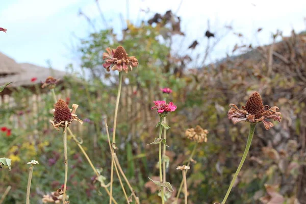 Withered flowers in autumn, South Korea
