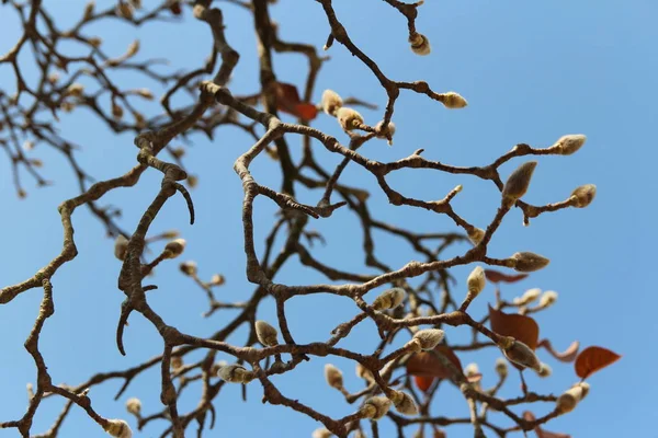 Magnolia Brota Con Rama Artística Hojas Cielo Azul Claro Otoño —  Fotos de Stock