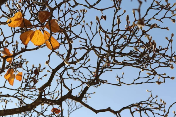 Manolya tomurcukları çok sanatsal dal, yaprak ve berrak mavi gökyüzünün sonbaharda, Güney Kore