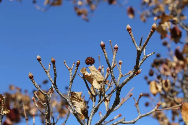 Cornus Kousa Owoców Liście Gałęzie Przeciw Błękitne Niebo Jesienią Korea — Zdjęcie stockowe