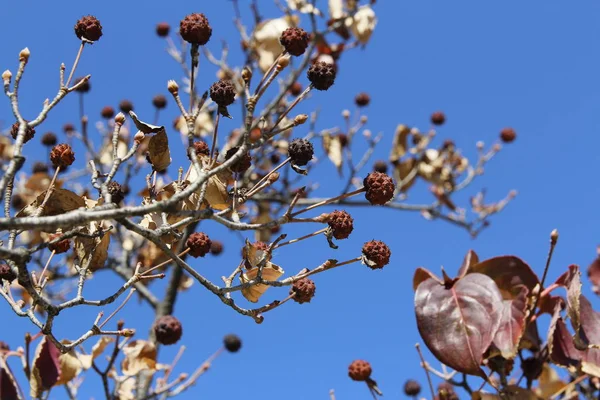 Kornus Kousa Frucht Mit Blättern Und Zweigen Gegen Den Klaren — Stockfoto