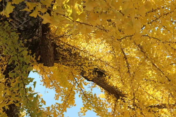 Ginkgo yaprağı karşı berrak mavi gökyüzünün sonbaharda, Güney Kore