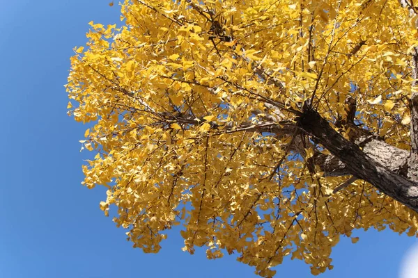 Ginkgo yaprağı karşı berrak mavi gökyüzünün sonbaharda, Güney Kore