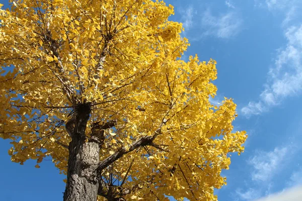 Ginkgo Listy Proti Jasné Modré Oblohy Podzim Jižní Korea — Stock fotografie
