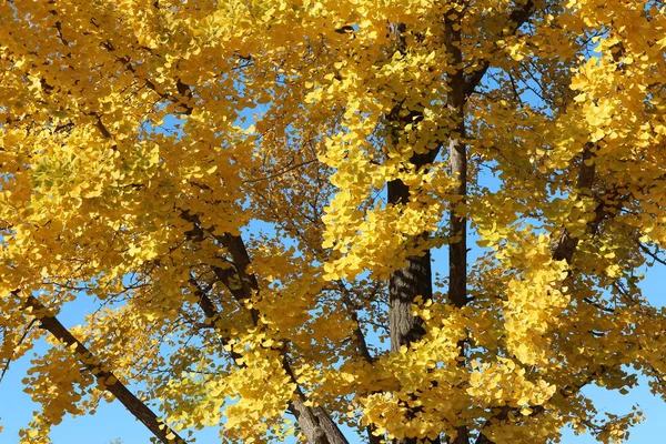 Ginkgo Hojas Contra Cielo Azul Claro Otoño Corea Del Sur —  Fotos de Stock