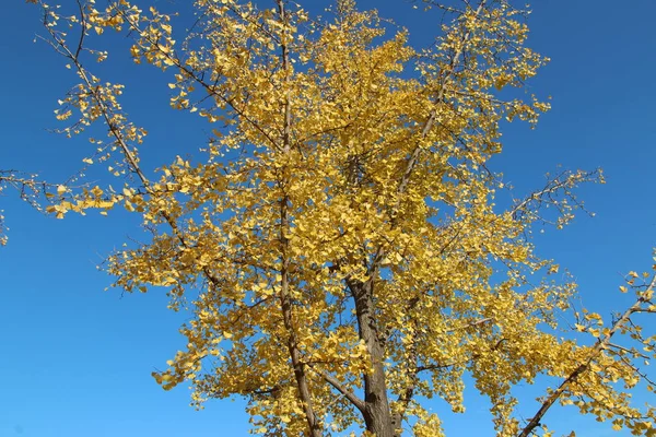 Ginkgo Listy Proti Jasné Modré Oblohy Podzim Jižní Korea — Stock fotografie