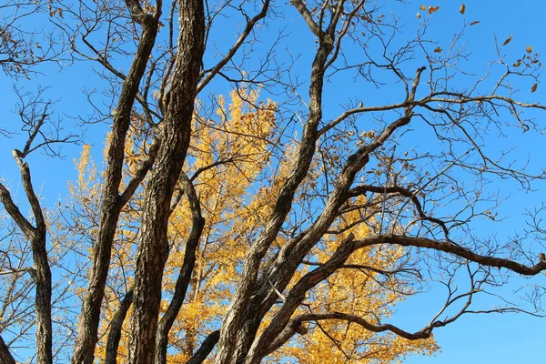 Ginkgo yaprağı karşı berrak mavi gökyüzünün sonbaharda, Güney Kore