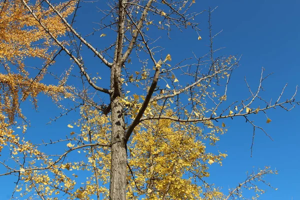 Ginkgo yaprağı karşı berrak mavi gökyüzünün sonbaharda, Güney Kore
