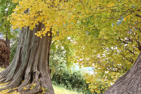 Eski Ginkgo ağaçları ve sarı yaprakları sonbaharda, Güney Kore