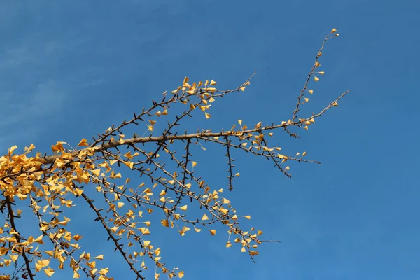 Ginkgo yaprağı karşı berrak mavi gökyüzünün sonbaharda, Güney Kore