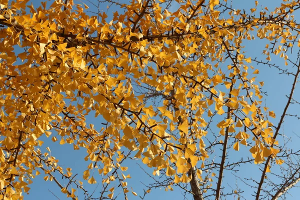 Ginkgo Bladeren Tegen Heldere Blauwe Hemel Herfst Zuid Korea — Stockfoto