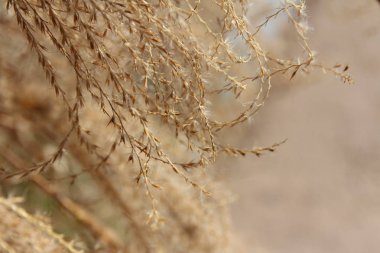 Sonbaharda, Güney Kore altın Pampa otu yakın çekim