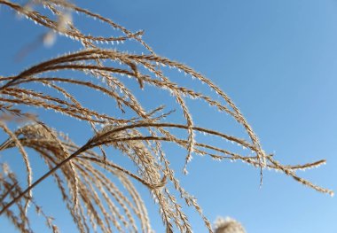 Pampa otu karşı berrak mavi gökyüzünün sonbaharda, Güney Kore
