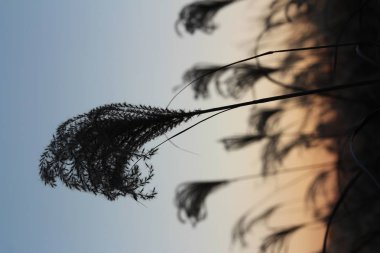 Pampa otu sonbahar, Güney Kore günbatımında sırasında