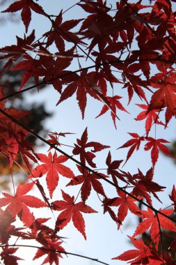 Beautiful red maples blazes brightly in sunny day before it falls for autumn, South Korea