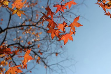 Beautiful red maples blazes brightly in sunny day before it falls for autumn, South Korea