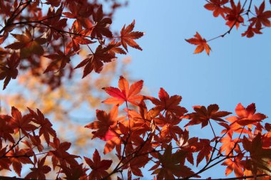 Beautiful red maples blazes brightly in sunny day before it falls for autumn, South Korea