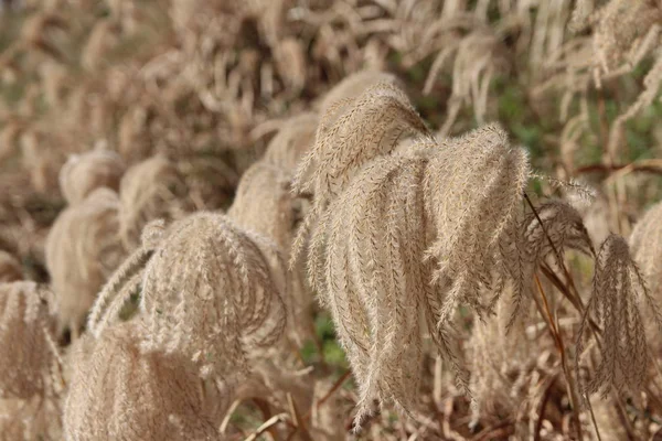 Altın Pampa otu üzerinde odaklanmak sonbahar, Güney Kore