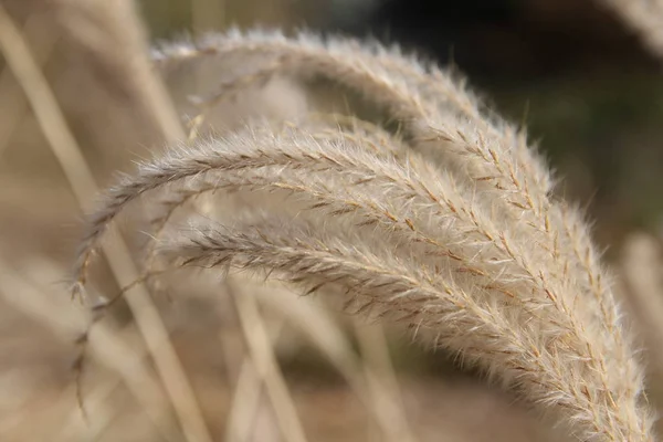 Nahaufnahme Von Goldenem Pampasgras Herbst Südkorea — Stockfoto