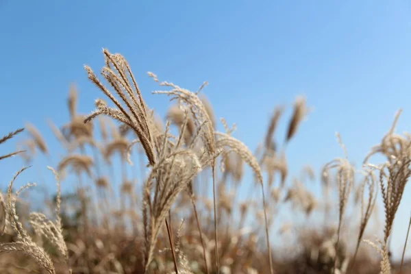 Pampasgras Gegen Strahlend Blauen Himmel Herbst Südkorea — Stockfoto