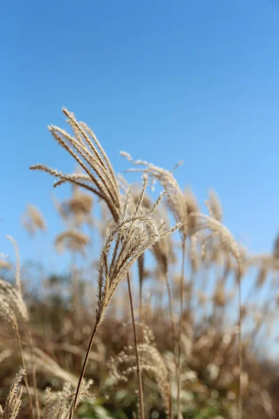 Pampasgras Gegen Strahlend Blauen Himmel Herbst Südkorea — Stockfoto