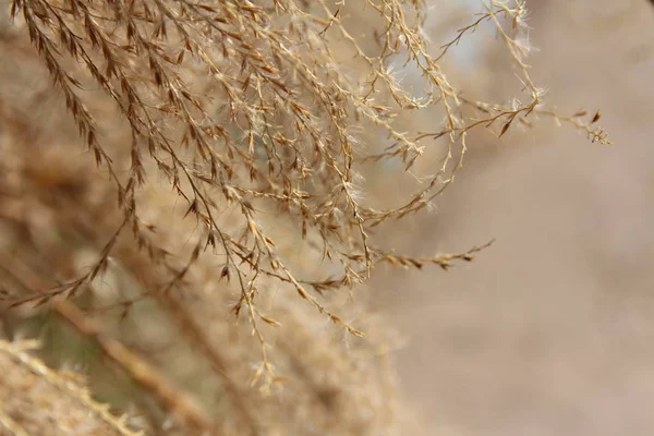 Sonbaharda, Güney Kore altın Pampa otu yakın çekim